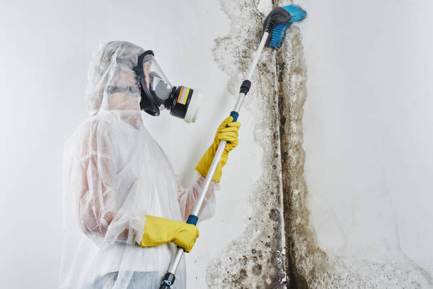 Best Attic Mold Removal  in Irmo, SC