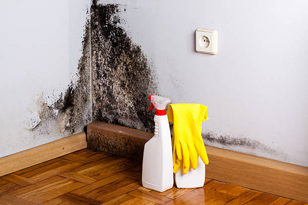 Attic Mold Removal in Irmo, SC