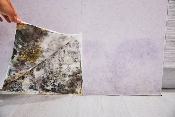 Trusted Irmo, SC Mold Removal Experts